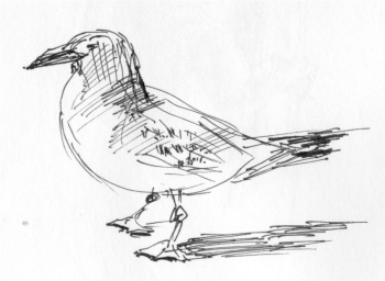 Seagull, Glenelg, 00-11-04