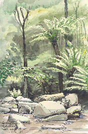 The Fern Trees at Erskine Falls near Lorne 03-01-04
