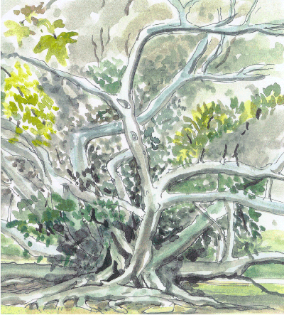 Ficus macrophilia, The gigantic gum tree in the Adelaide parklands 01-01-23