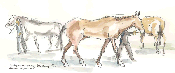 Walking the Horses - 02-11-05