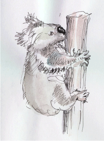 Koala, Cleland Park, 00-11-05