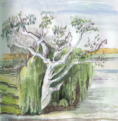 The Old Gum Tree at the Murray 02-12-00