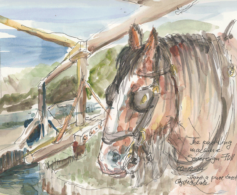 The Puddling Machine: Juno A Purebred Clydesdale, Sovereign Hill 02-12-14