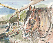 The Puddling Machine: Juno A Purebred Clydesdale, Sovereign Hill 02-12-14