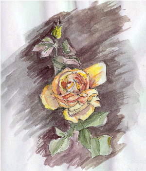 Valencia (Germany) - in the Adelaide International Rose Garden, 00-10-20