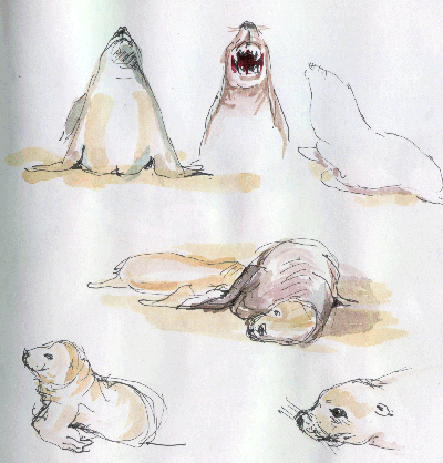 Seal Bay(2) 00-11-26