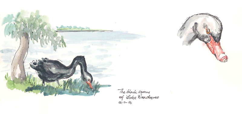 The Black Swans of Lake Wendouree - 02-11-16