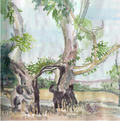 The Twin Gum Tree 00-12-16