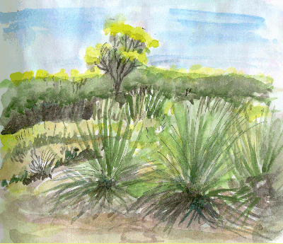 Yakka Bush on Kangaroo Island 00-11-26